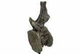 Huge Sauropod (Barosaurus) Vertebra - Bone Cabin Quarry #227518-2